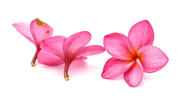 Birlikte Düzenlenmiş Frangipani Çiçek — Stok fotoğraf