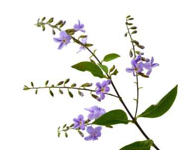 Altın çiy düşmesi veya güvercin berry (Duranta erecta) çiçek beyaz zemin üzerine, yakın çekim.