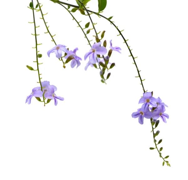 白の背景に紫の花 — ストック写真