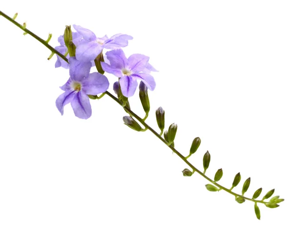 Pflanze Duranta Mit Blüten Isoliert Auf Weißem Hintergrund — Stockfoto