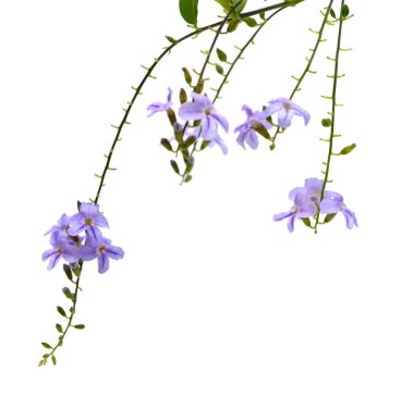 Duranta erecta L. Verbenaceae 'nin mor rengi