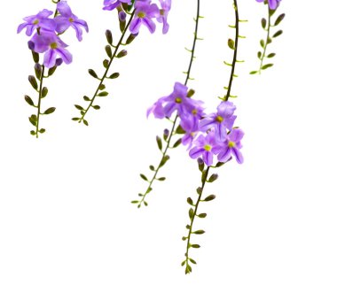 duranta, beyaz arka plan üzerinde güvercin berry