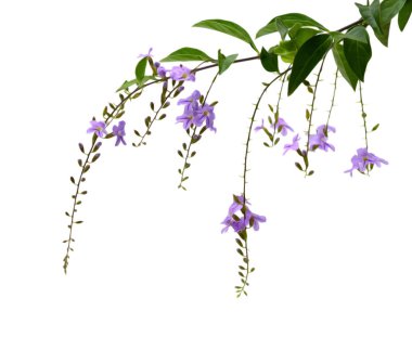 Beyaz arkaplanda bir demet lavanta çiçeği