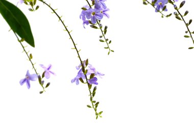 Duranta erecta L. Verbenaceae 'nin mor rengi