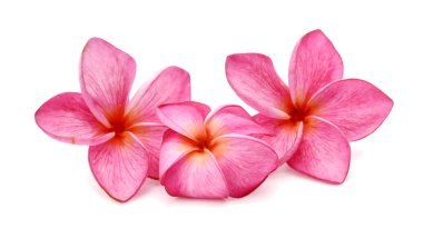 Beyaz arkaplanda izole Frangipani çiçeği