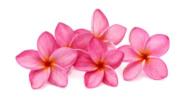 Beyaz arkaplanda izole Frangipani çiçeği