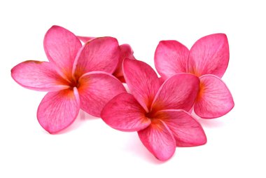 Beyaz arka plan üzerinde güzel Plumeria çiçek