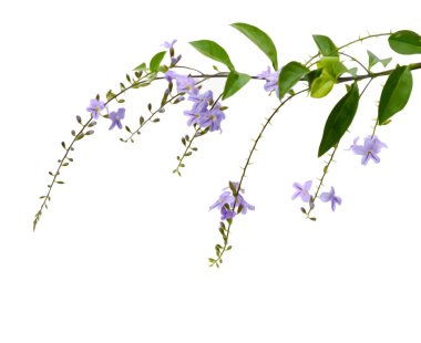 Duranta erecta L. Verbenaceae 'nin mor rengi