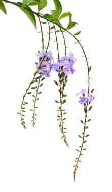 Duranta erecta L. Verbenaceae 'nin mor rengi