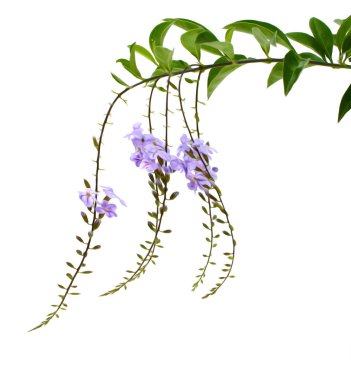 Duranta erecta L. Verbenaceae 'nin mor rengi