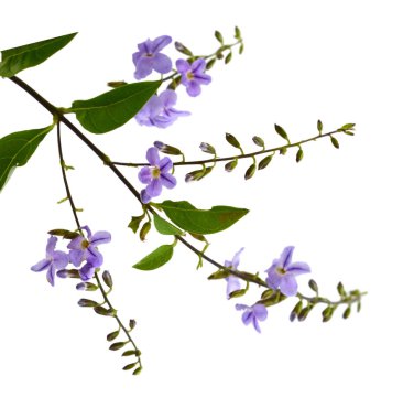 duranta, beyaz arka plan üzerinde güvercin berry