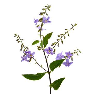 duranta, beyaz arka plan üzerinde güvercin berry