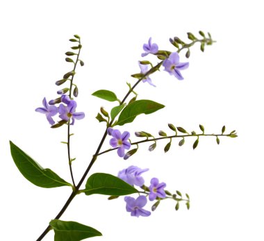 Beyaz arkaplanda bir demet lavanta çiçeği