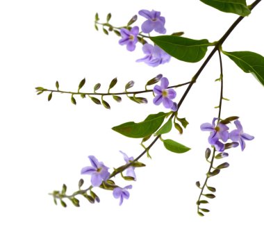 Beyaz arkaplanda bir demet lavanta çiçeği