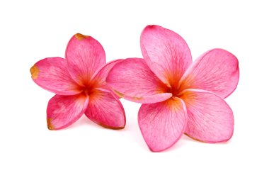 Beyaz arka plan üzerinde izole frangipani çiçekler
