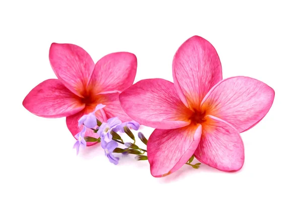 Plumeria Rubra Aislada Sobre Fondo Blanco — Foto de Stock