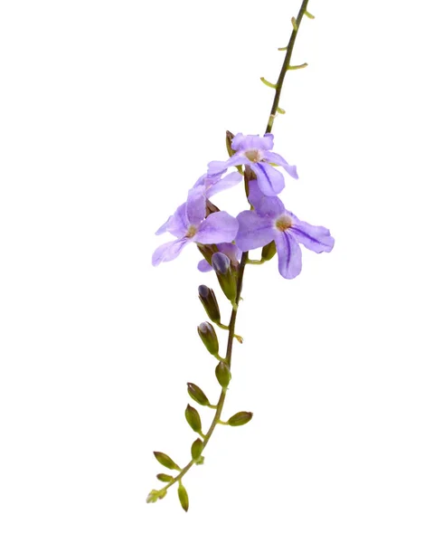 Fioletowy Kolor Duranta Erecta Verbenaceae — Zdjęcie stockowe