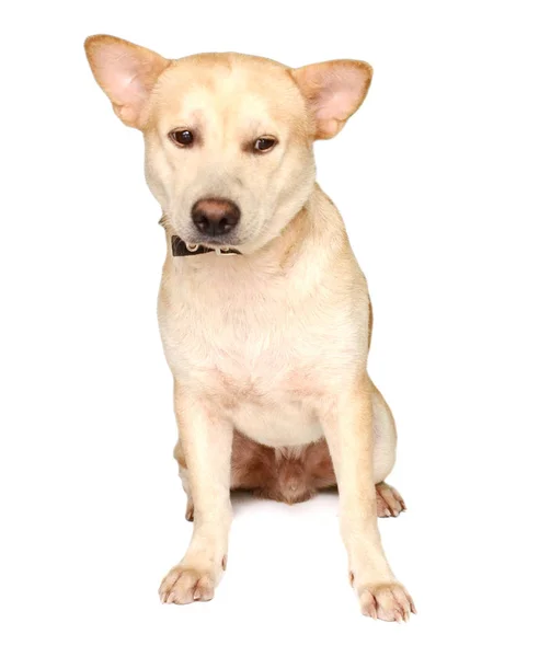 Bonito Branco Misto Pastor Raça Cão Para Lado Fundo Branco — Fotografia de Stock