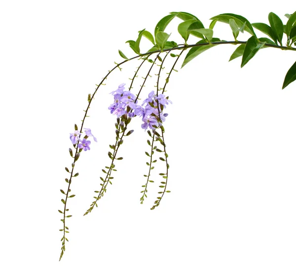 白い背景に隔離された花を持つ植物デュランタ — ストック写真