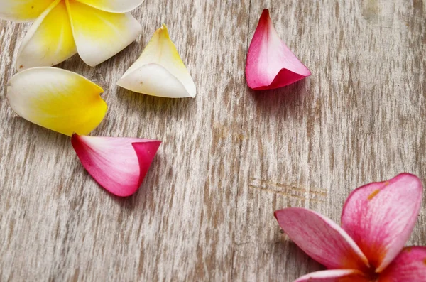 Plumeria Sur Fond Blanc — Photo