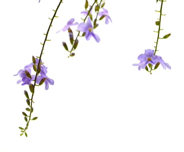 Color Violeta Duranta Erecta Verbenaceae —  Fotos de Stock