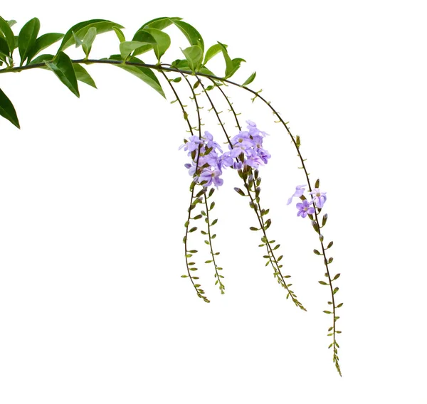 Duranta Erecta Verbeneaceのバイオレットカラー — ストック写真