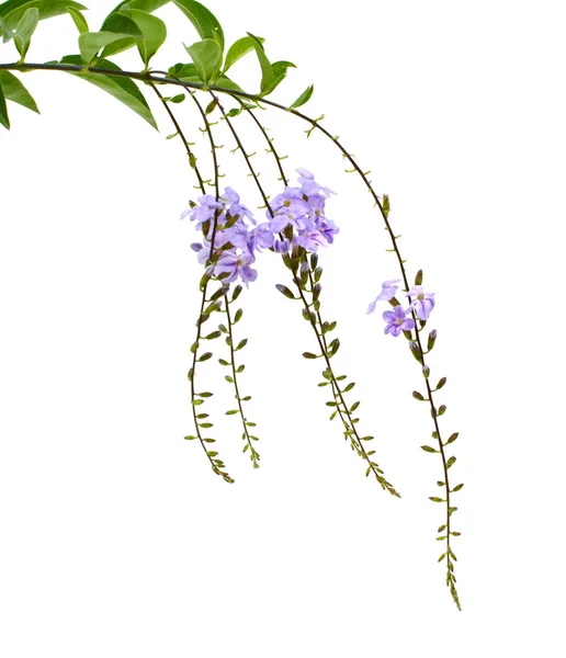 Violett Färg Duranta Erecta Verbenaceae — Stockfoto