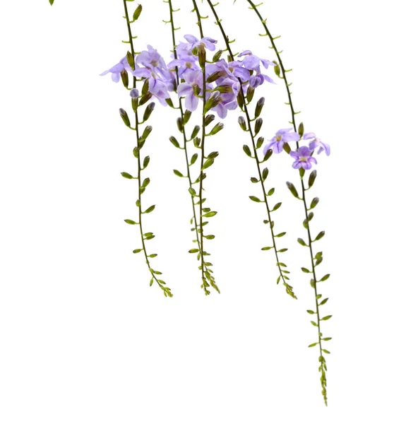 Fioletowy Kolor Duranta Erecta Verbenaceae — Zdjęcie stockowe