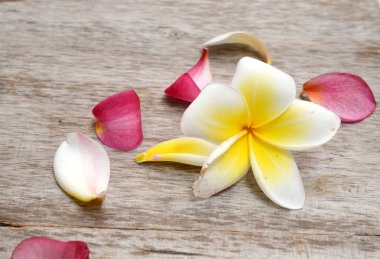 Bir satır bir ahşap arka plan üzerinde izole pembe frangipani çiçek