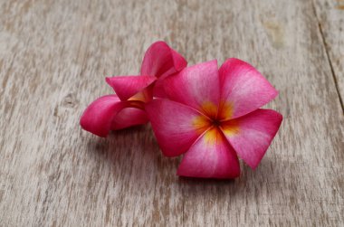 Plumeria beyaz zemin üzerine