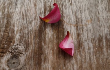 arka plan beyaz izole frangipani çiçekler