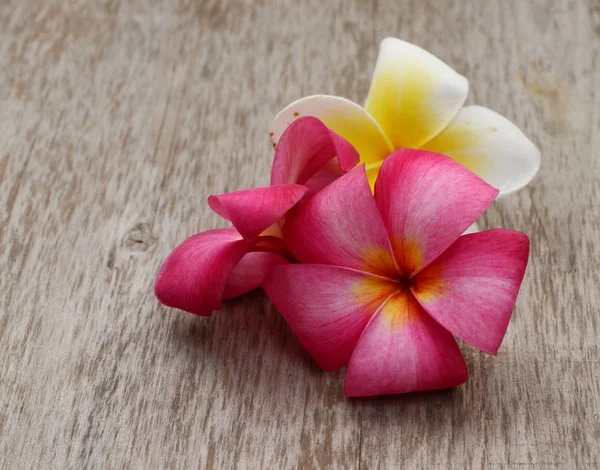 Plumeria Isolé Sur Fond Blanc — Photo