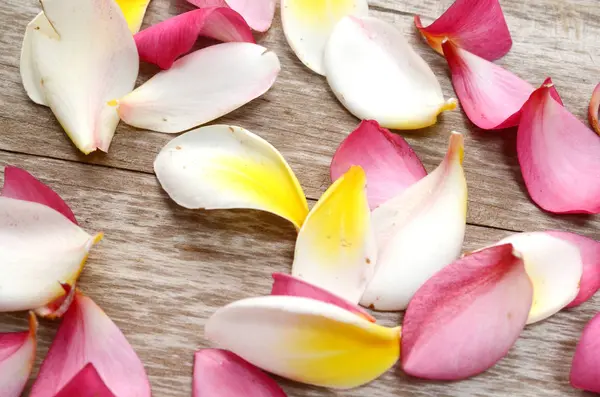 Plumeria Isolerad Vit Bakgrund — Stockfoto