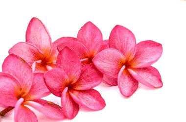 iki beyaz frangipani (plumeria) çiçek üzerinde beyaz backgro izole
