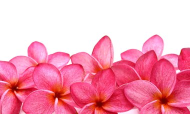 Beyaz arkaplanda izole Frangipani çiçeği