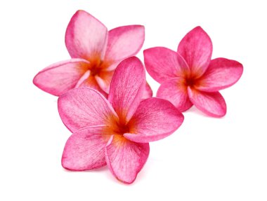 Frangipani çiçeği beyaza izole edilmiş.