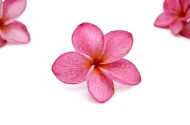 Frangipani çiçeği beyaza izole edilmiş.
