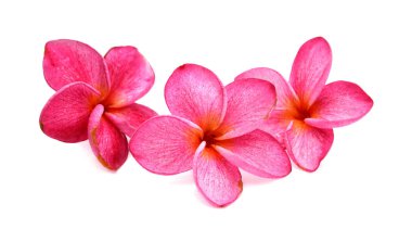 Frangipani çiçeği beyaza izole edilmiş.