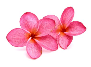 Beyaz arkaplanda izole Frangipani çiçeği