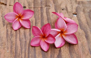 Beyaz arka plan kırmızı frangipani çiçek izole