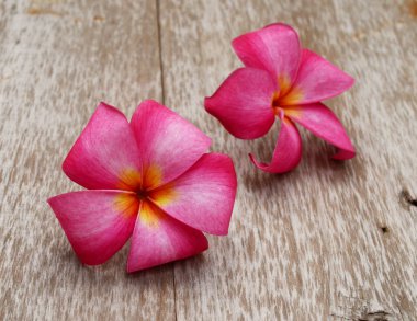 Beyaz arka planda pumeria