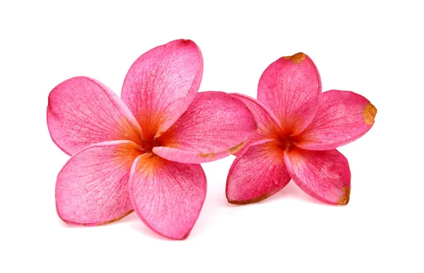 Frangipani Eller Plumeria Tropisk Blomma Med Flytande Bubblor — Stockfoto