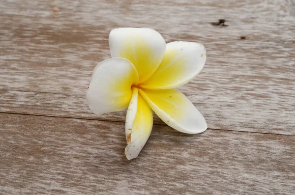 Tropikalny Kwiat Frangipani Lub Plumeria — Zdjęcie stockowe