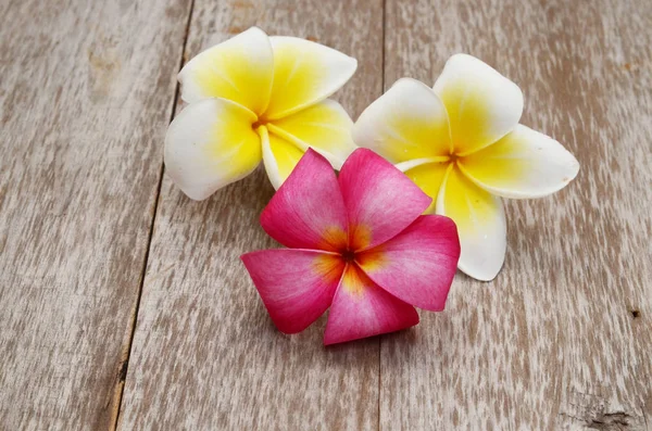 Fleur Plumeria Jaune Isolée Sur Fond Blanc — Photo