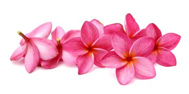 Beyaz arkaplanda izole Frangipani çiçeği