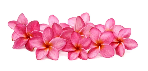 Frangipani Blommor Isolerat Vita Bakgrunden — Stockfoto