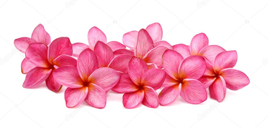 Frangipani flowers isolated on the background white