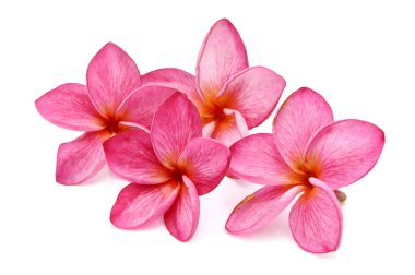 Beyaz arka plan üzerinde izole tropikal çiçek frangipani (plumeria)
