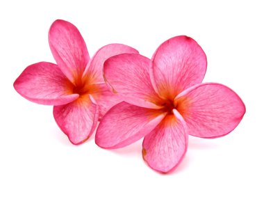 pembe ve beyaz frangipani veya plumeria (tropik çiçekler) ayırma
