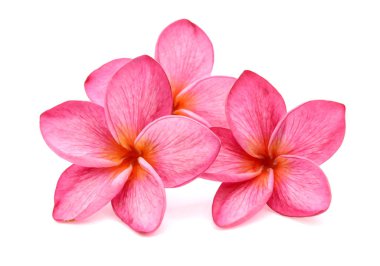 pembe frangipani çiçek beyaz arka plan izole